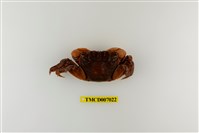 藏品(福曼新脹蟹)的圖片